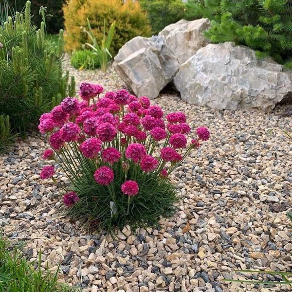 Армерия Приморская