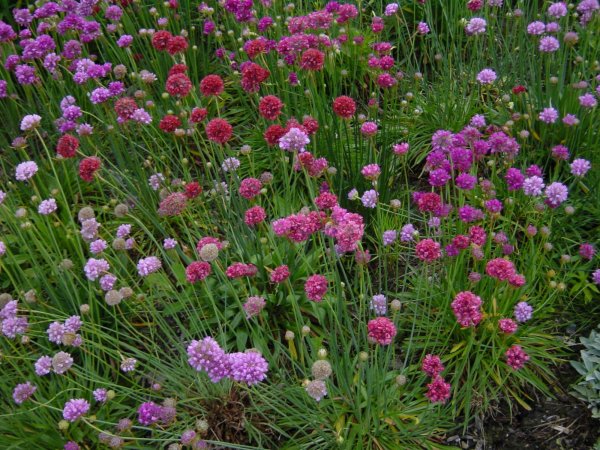 Армерия Песчаная