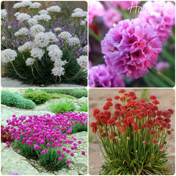 Армерия псевдоармерия