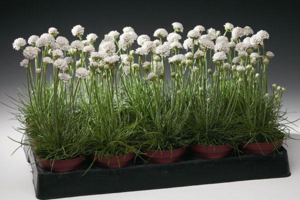 Армерия Приморская Спленденс