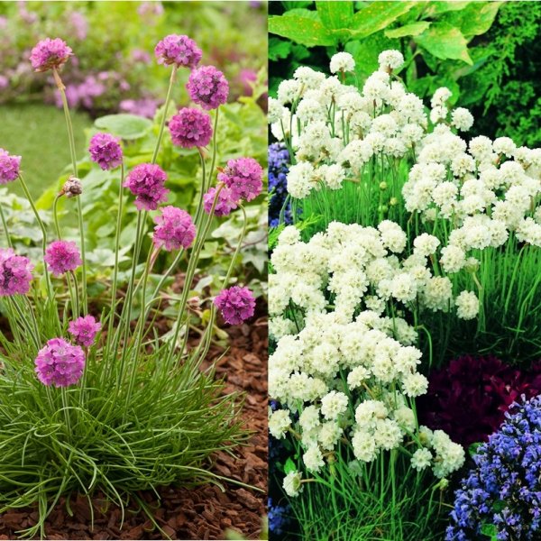 Армерия Приморская Спленденс