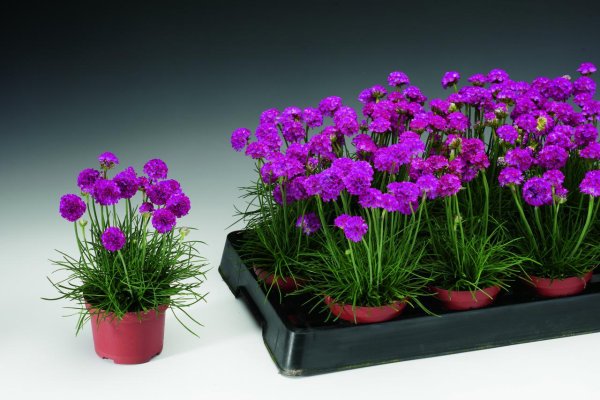 Армерия Альпийская