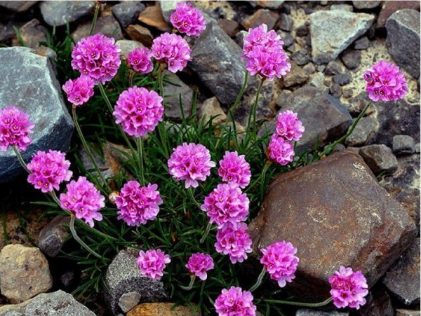 Армерия Приморская Элегия