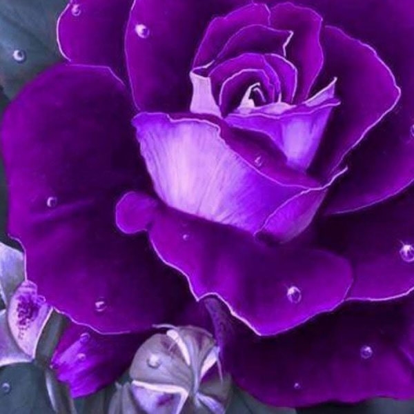 Фиолетовое поздравление с днем рождения