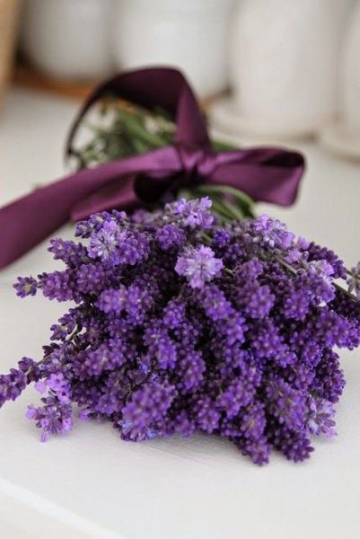 Лаванда Памирская