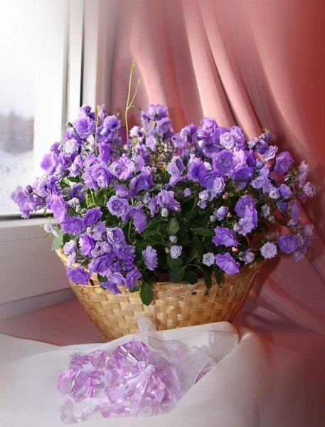 Цветы в корзинке на подоконнике