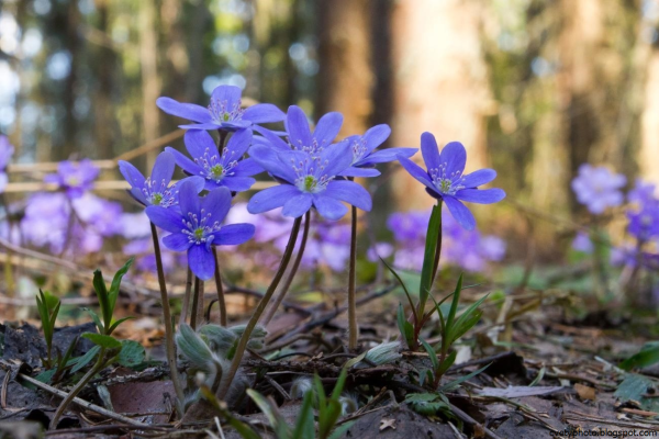 Пролеска цветок