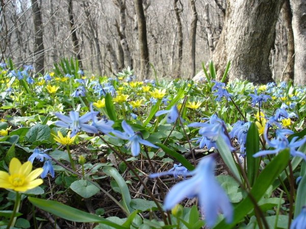 Эфемероиды пролеска