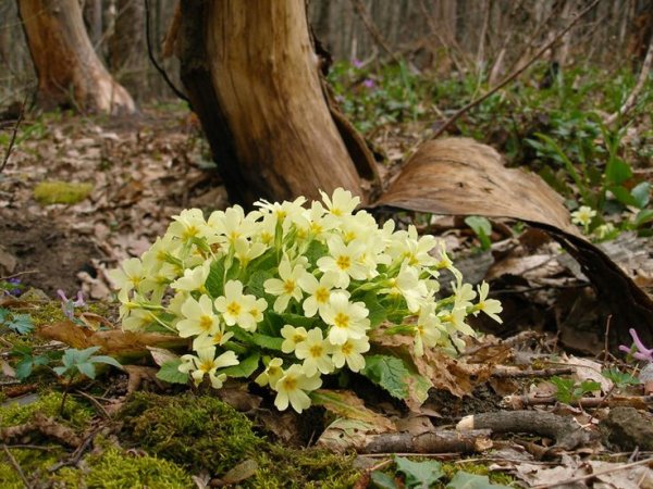 Первые цветы в лесу