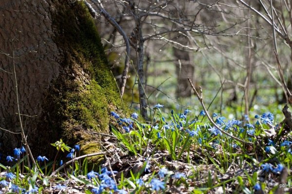 Пролески в Бештау