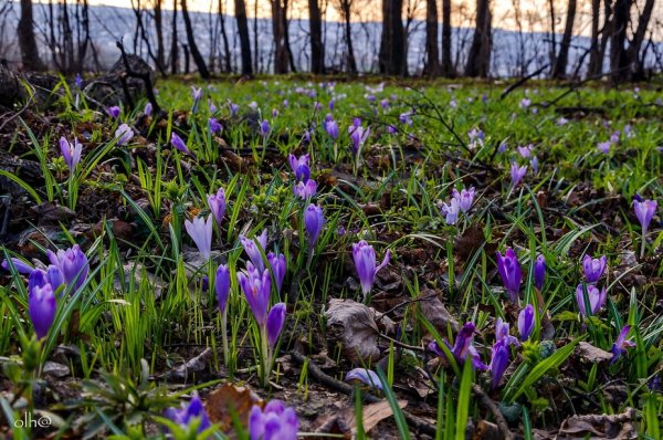 Пролеска и Крокус