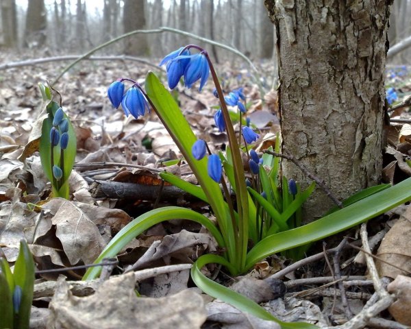 Пролеска пролесковидная