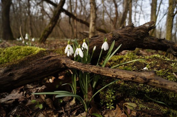 Поляна подснежников в лесу