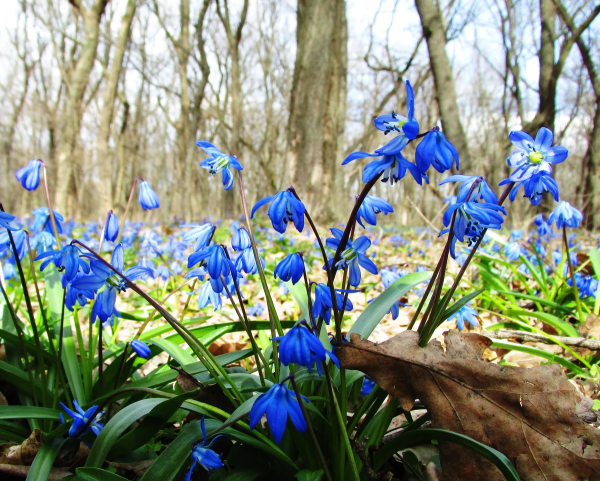 Пролеска Кавказская