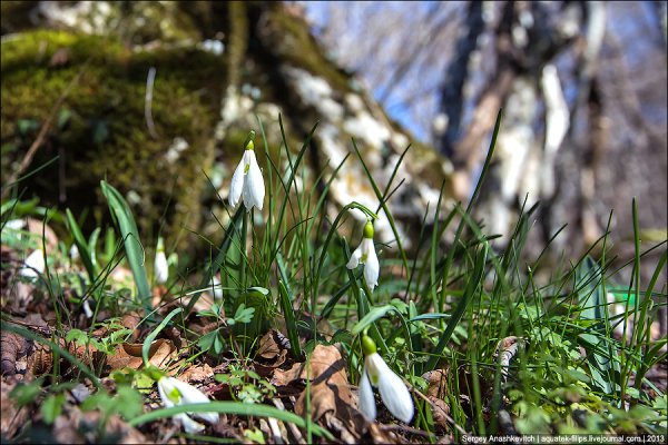Крым подснежники в лесу