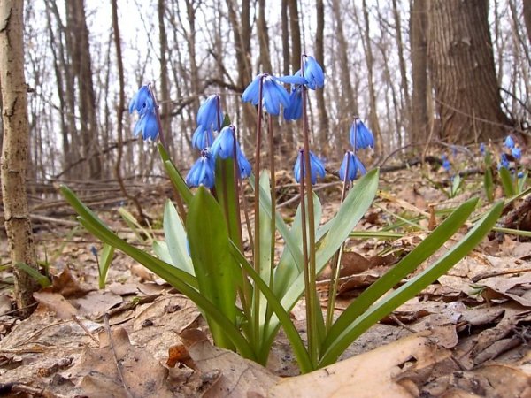 Первоцветы луковичные Краснодарского