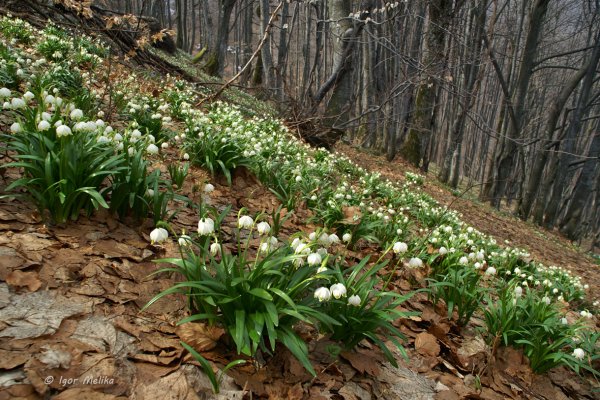 Подснежник Карпатский