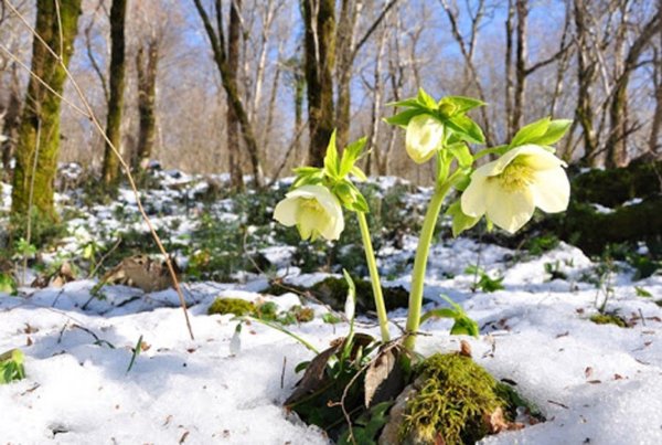 Зимник морозник