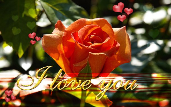 Я тебя люблю цветы