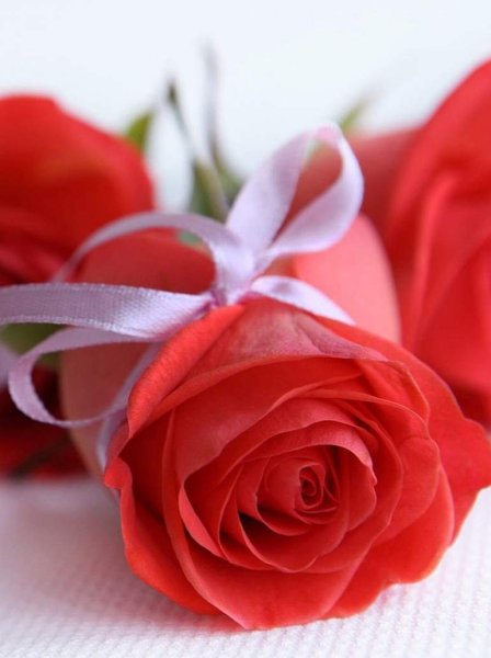 Белые розы с надписью