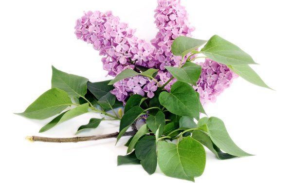 Ветка сирени сирени