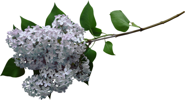 Веточка сирени на прозрачном фоне
