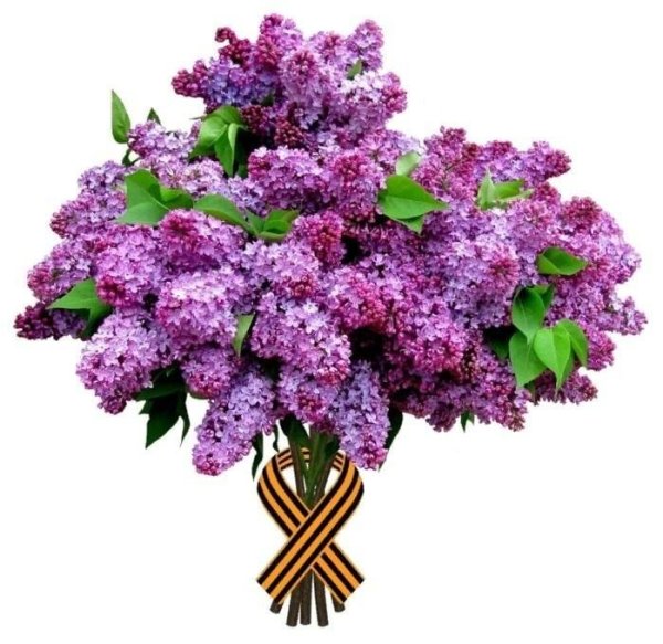 Георгиевская с сиренью