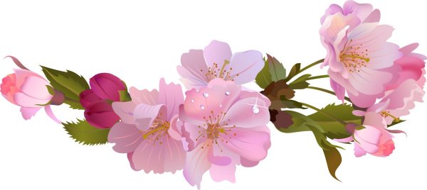 Красивые весенние цветы на прозрачном фоне