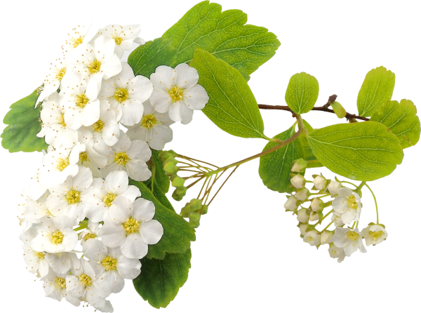 Ветка черемухи