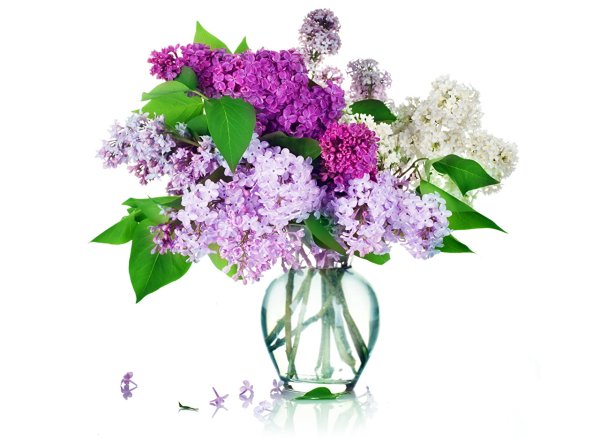 Сирень на белом фоне