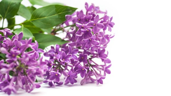 Сирень на белом фоне
