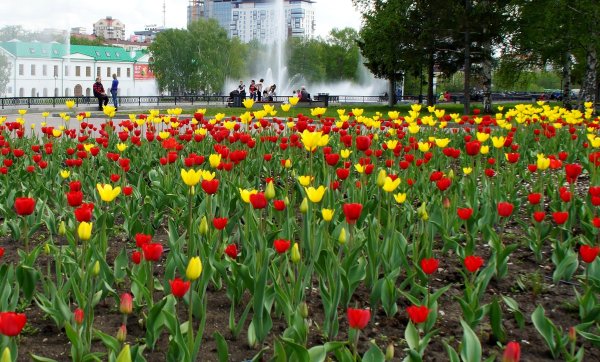 Растения Екатеринбурга