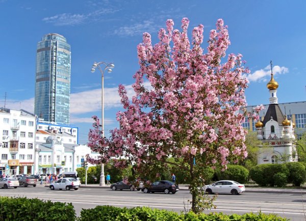 Дендропарк ЕКБ