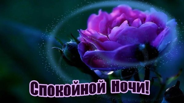 Цветы с пожеланием спокойной ночи