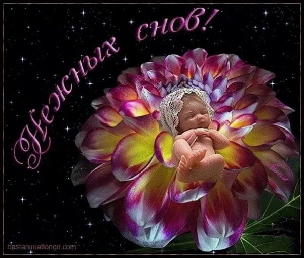Мерцающие цветы спокойной ночи.