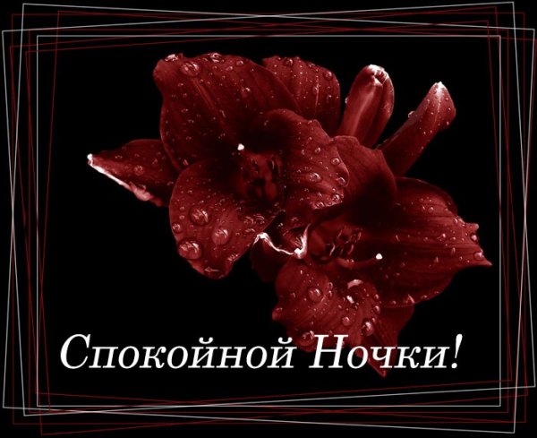Спокойной ночи с цветами