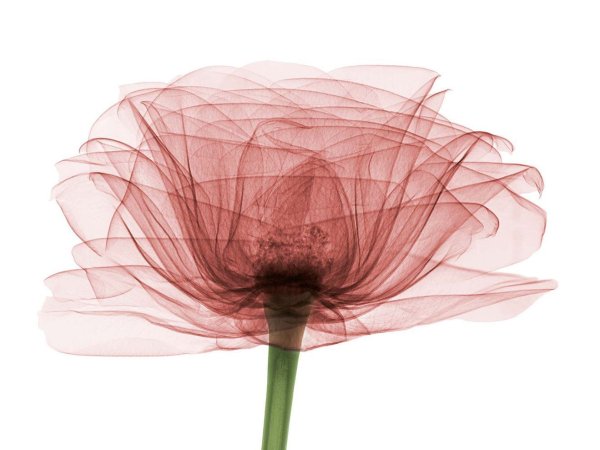 Эста Альма керамика