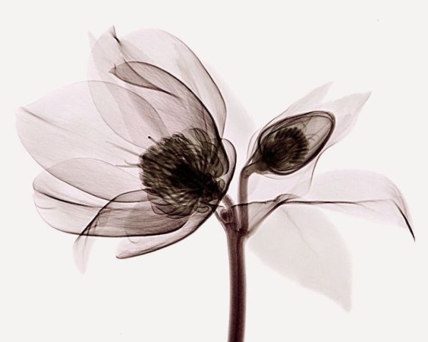 Полупрозрачные цветы