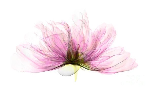 Украшения японской мастерицы Sakae