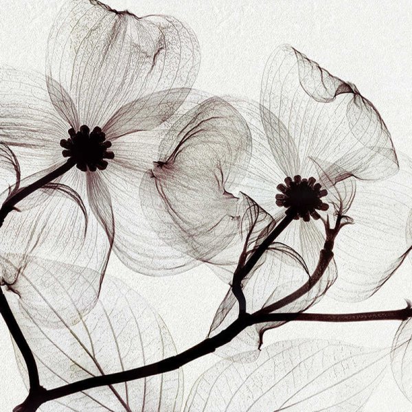 Россыпь цветов на прозрачном фоне