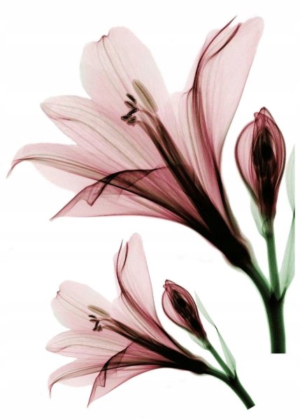 Albert Koetsier рентген цветов