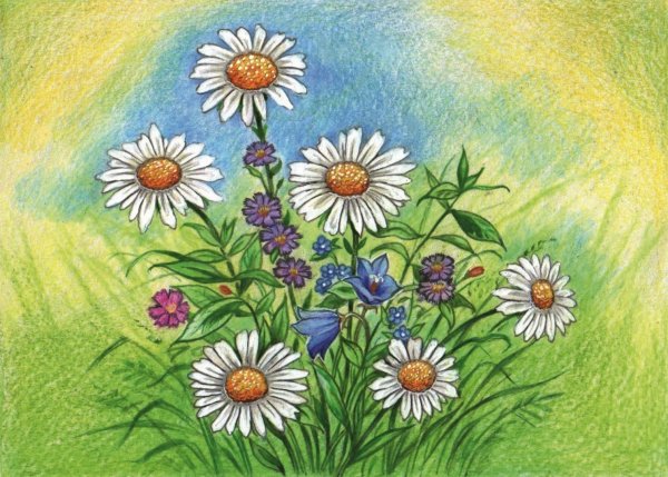 Рисование полевых цветов
