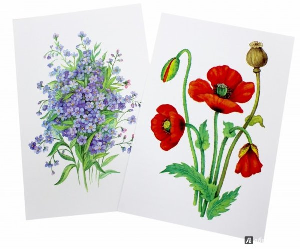 Полевые и садовые цветы