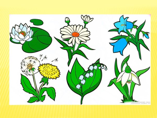 Растения для детей