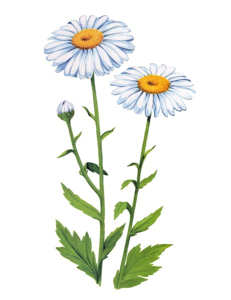 Василек Незабудка, нивяник