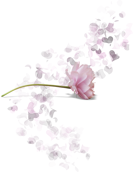 Розовые цветы на прозрачном фоне