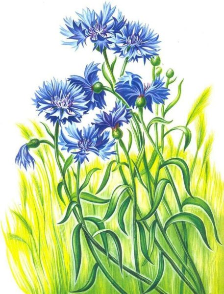 Василек басня Крылова