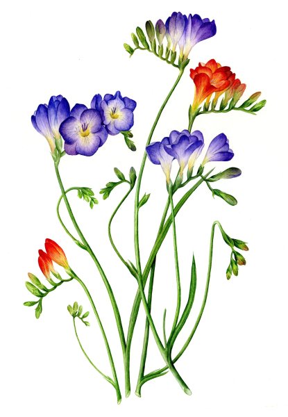 Цветы фрезия Полевая