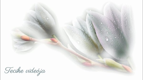 Полупрозрачные фиолетовые цветы