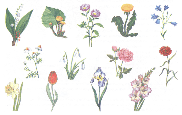 Полевые цветы для детей